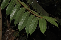 Antiaris toxicaria